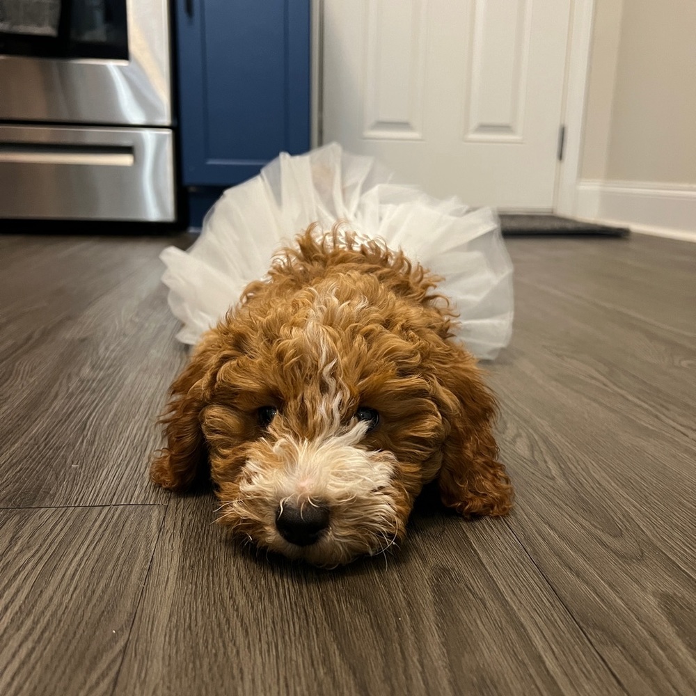 Bridal baby doll puppy dress with lace and tutu